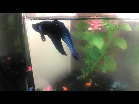 EN PAZ DESCANSEN🤨