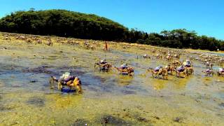 Light Blue Soldier Crabs