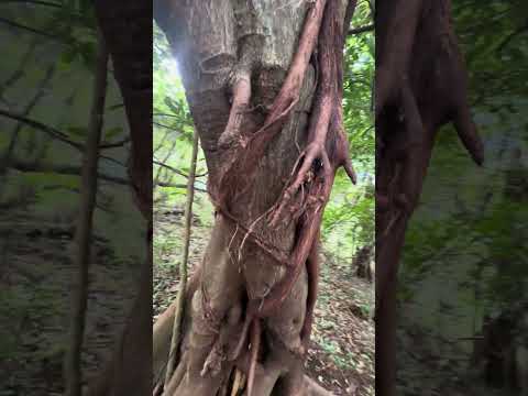 Strangler Figs trees in the forest #costarica #guanacaste #liberia