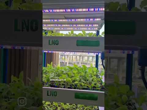 Day 23 at our indoor hydroponic office farm in Dehradun
