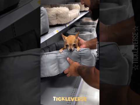 He Said NO… So His Chihuahua Forced Him to Buy the Bed! 😂🐶🛏️ #Shorts