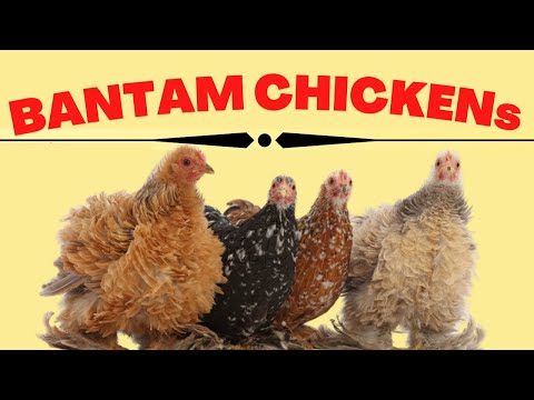 , title : 'Bantam Chickens Breeds| Small and miniature  Chicken Breeds'