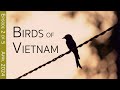 Southern Vietnam Birding Adventure:  Cat Tien National Park | EPISODE 2 of 5