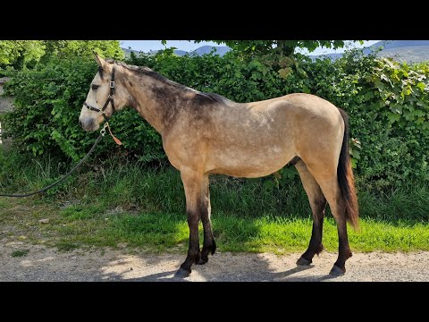 Dun yearling gelding - Image 2