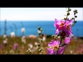 Armik - Rubia 