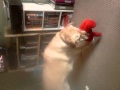 Tickle Me Elmo And A Labrador Retriever