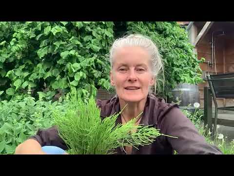 Deel 1 Kruidenreis: Heermoes