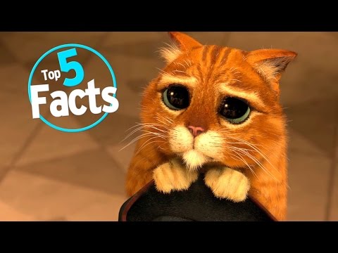 Top 5 Paw-sitive Facts About Cats