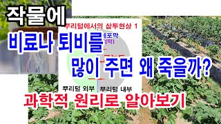 작물에 비료나 퇴비를 많이 주면 왜 죽을까? 과학적 원리로 알이보기 (작물 재배에서 비료 살포 방법,비료 적…