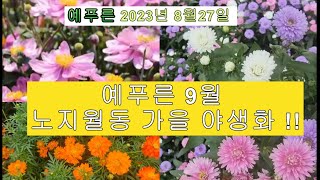 9월 노지월동 야생화 가을꽃