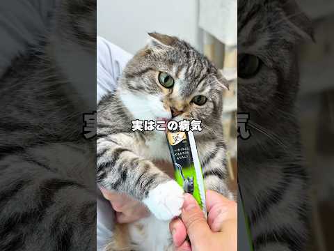りっちゃんが病気のため動画投稿をお休みしておりました #猫