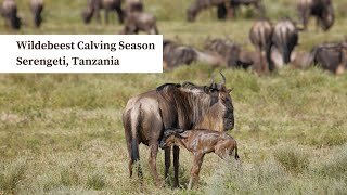 Wildebeest Calving Season in Serengeti, Tanzania