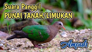 Download lagu Suara Panggil Punai Tanah Limukan Emerald Dove Sou... mp3
