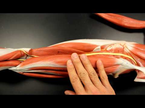 MUSCULAR SYSTEM ANATOMY: Posterior thigh region muscles model description. Somso