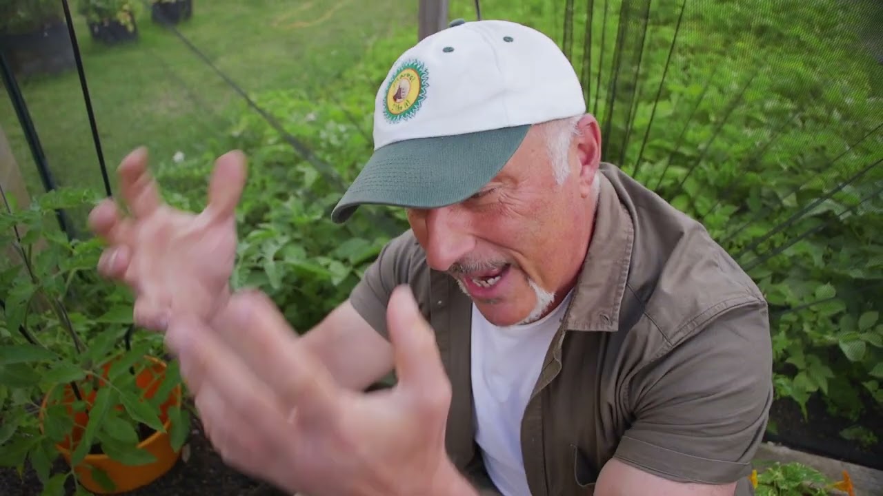 Top 5 things to look out for when growing tomatoes