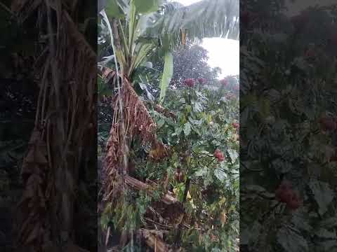 Muita chuva em Ibiapina-CE Ibiapaba Serra 27/01/2026