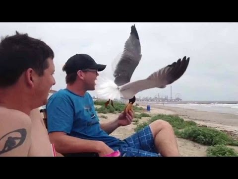 Seagulls Are Kleptomaniacs: Compilation
