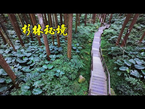 奮起湖杉林棧道 步道長度-1,570公尺