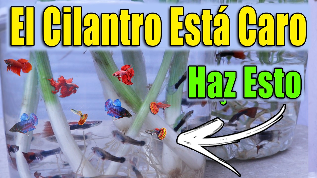 Nunca más compres cilantro, esto es mucho mejor, todo el mundo lo va a hacer, mira