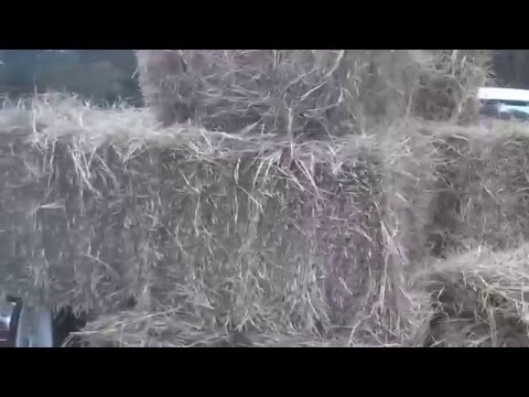 The 52 Week Gardener - WK 1/3 2014 - Winter Rye & Hay Bale Gardening