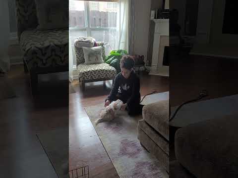 Pups and Paws Dogtraining LLC video.