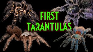 Download lagu TOP 5 BEST 1st Tarantulas! Easiest Pet Tarantula EVER! mp3