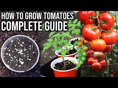 How to Grow Tomatoes from Seed to Harvest | COMPLETE GUIDE
