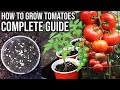 How To Grow Tomatoes From Seed To Harvest COMPLETE GUIDE