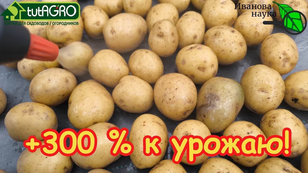 Соседи ахнут! Из БОЛЬНОГО КАРТОФЕЛЯ - РЕКОРДНЫЙ УРОЖАЙ! Подготовка картофеля