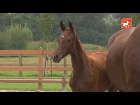 Bordeaux x Sir Donnerhall - Global Dressage Auction