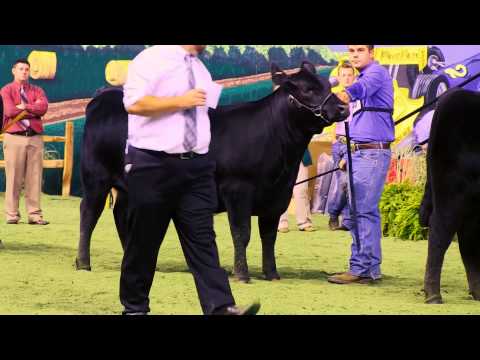 , title : 'NJAS 2014 Bred-and-Owned Heifers'
