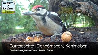 Buntspecht, Kohlmeise, Eichhörnchen am Futterplatz. Wildkamera Ceyomur CY95