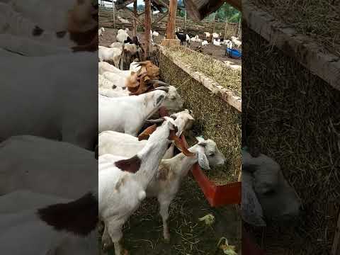 , title : 'simple hay feeder on our goats farm to reduce wastage  of feeds'