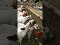Simple Hay Feeder On Our Goats Farm To Reduce Wastage Of Feeds