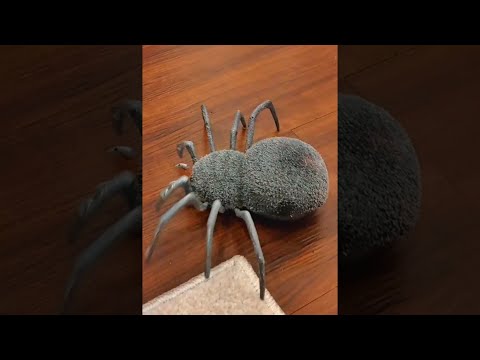 VENOMOUS SPIDER BITE! #shorts