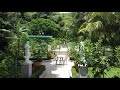 Italy In The Jungle