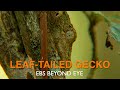 Amazing Camouflage Skills Leaf Tailed Gecko Of Madagascar EBS Nature Documentary