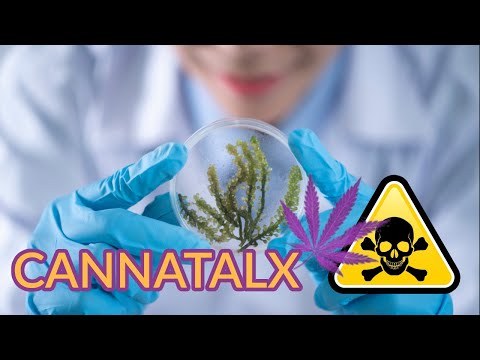 Warum HHC, THCP und H4CBD gefährlich sein könnten?