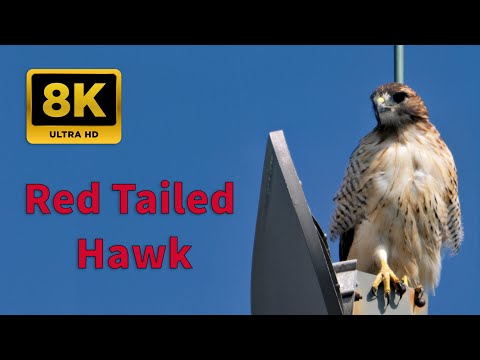 8k Crystal Clear Red-tailed Hawk Encounter | Perched on Tower (Natural Sound)  #birds #birdsounds