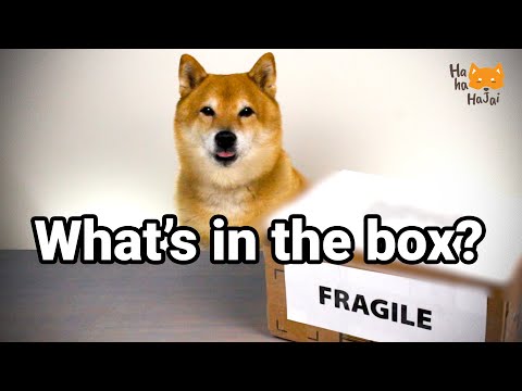 Shiba Inu Send Gift To Friend | Haha HaJai