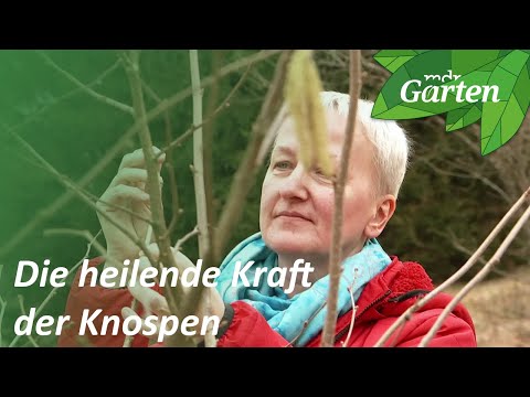 Die heilende Kraft der Knospen | MDR Garten