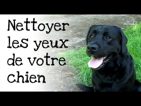 comment nettoyer oeil chien