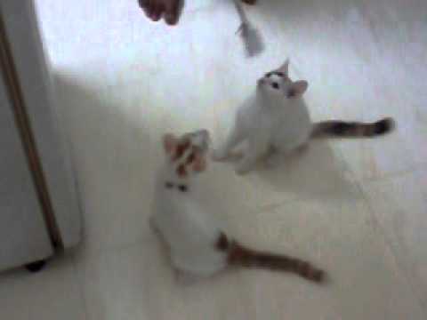 Googal &Yaahu (Cats) playing,Googal is fast.