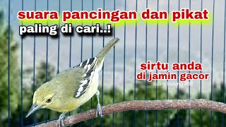 Download lagu Suara Burung Sirtu/Cipoh Gacor Untuk Pancingan Dan Pikat,Di Jamin Ampuh mp3 Download lagu Suara Burung Sirtu/Cipoh Gacor Untuk Pancingan Dan Pikat,Di Jamin Ampuh mp3