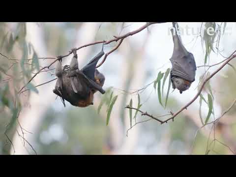 Grey-headed flying-fox pair mating , Australia.