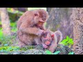 Grandma Monkey Meeting Grandma Pretty Grooming Zuri