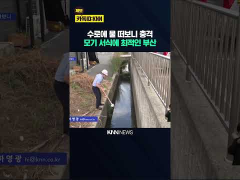 [르포] '모기 천국'된 부산 날씨...방제 비상 / KNN