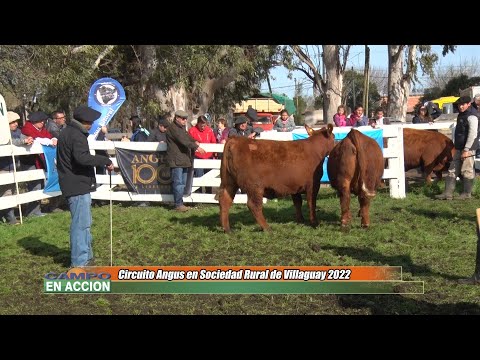 Jurado Circuito Angus en Rural de Villaguay 2022 - -Julio Fernandez