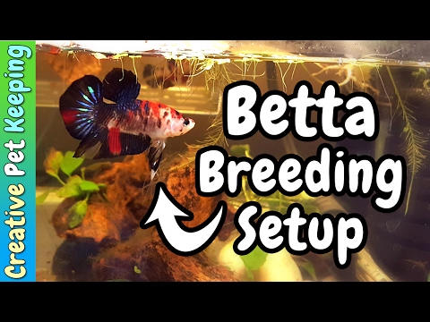 Betta Breeding Tank Setup and moving the fishroom to the KITCHEN!? |  Fish Fan Friday Vlog