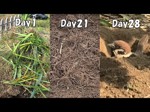 枯れ葉のリサイクルのヒント